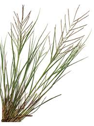 Image result for Leptochloa panicea