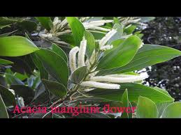 Image result for Acacia mangium