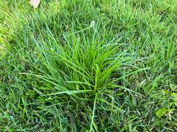 Image result for Kyllinga