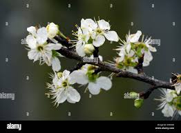 Image result for prunus domestica oullins