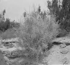 Image result for Tristachya lualabaensis