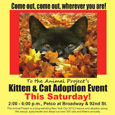 Petco adoptions and even adoption areas at petsmart are run by rescue groups. Facebook