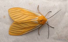 Black And Yellow Dragonfly With Long Tail Black Veined Yellow Pachydota Pseudischnocampa Nervosa Moth Insects Butterfly