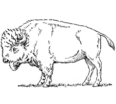 Drawing Buffalo How To Draw Buffalo Bison With Step By Step Instructions How To Draw Step By Step Drawing Tutorials Buffalo Animal Buffalo Art Animal Drawings