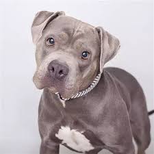 A most informative video ever produced for crop breeds, most vets apply before the dog once home applying new braces take just a few note.the qb sets not used may be returned for the size your surgeon chose for only the cost of s&h. What Are The Dangers Of Cropping Your Dog S Ears Quora