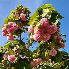 Image result for Dombeya