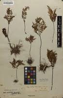 Image result for Cheilanthes schimperi