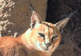 Discover more posts about cute critters, wildlife, animals, original character, video, my art, and caracal. Caracal Caracal