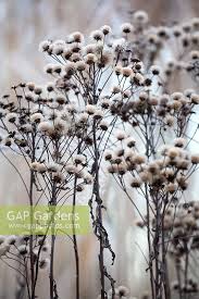 Image result for Vernonia myriantha