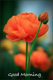 Good Morning Greetings Beautiful Flowers Amazing Flowers Flowers