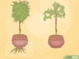 Excessive stress on the root system can cause your fiddle leaf fig tree to appear wilted and drooping for specific periods. How To Repot A Ficus Tree 13 Steps With Pictures Wikihow