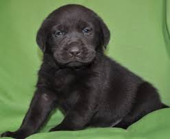 We did not find results for: English Labrador Puppies For Sale Conroe Tx Page 6