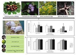 Image result for Neorautanenia ficifolia