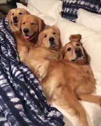 the golden retriever an intelligent worker and a patient family dog kopek turleri golden retriever retriever