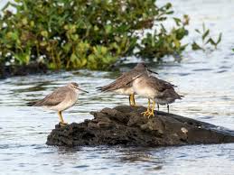 Image result for Tragia brevipes