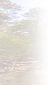 Image result for Sorghastrum fuscescens