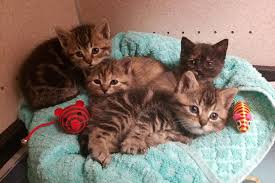 If you or anyone you know is trying to find a home for kittens, please let me know! Aspca Los Angeles Foster Program Takes In 1 000th Pee Wee Kitten Aspca
