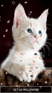 Kucing anggora berasal dari negara turki. Susse Katzen Live Hintergrunde App Fur Android Apk Herunterladen