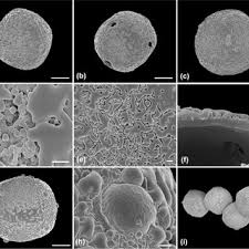 Image result for Triaspis macropteron