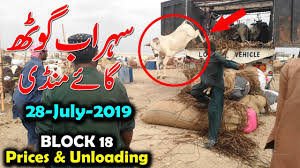 Beautiful camel qurbani 2020 wapda town. Current Lagne Se Qurbani Ka Janwar Halak Rain In Cow Mandi Cow Mandi 2019 Updates By Brain Light