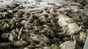 H5n8 is typically not associated with humans; Aventuras Na Historia Primeiros Casos De Gripe Aviaria H5n8 Em Humanos Sao Detectados Por Governo Russo