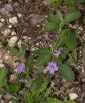 Image result for Ruellia patula