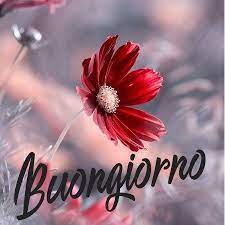 Buongiorno Immagini Nuove Gratis Whatsapp Facebook Buongiorno Buongiorno Immagini Citazioni Buongiorno