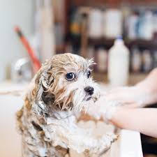 Pet grooming no shots near me. Groomer Tips For A Puppy S First Pet Grooming
