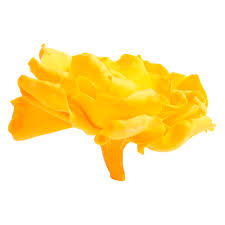 The Most Beautiful Flowers In The World Verdissimo
