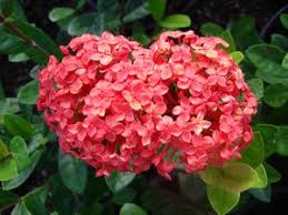 Image result for Ixora coccinea