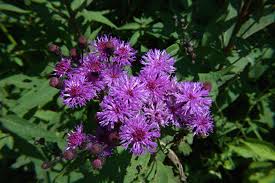 Image result for Vernonia thomsoniana