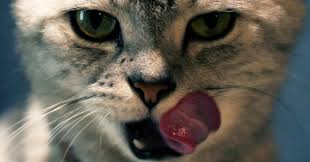 Check spelling or type a new query. Will Your Cat Eat Your Corpse Wired