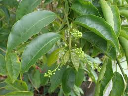 Image result for Petiveriaceae