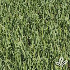 Poaceae fodder crop synonyms st. Sod Fort Worth Premier Nursery Premier Nursery