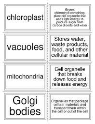 They are cells that have a distinct nucleus and other cellular organelles enclosed within a membrane and thus are eukaryotic in origin. Plant And Animal Cell Organelle Flashcards By Catherine Love Tpt
