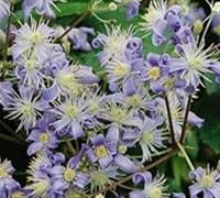 Clematis heracleifolia 'mrs robert brydon' common name: Mrs Robert Brydon Clematis 1 Gallon Shrub Groundcover Perennial Plants Gardener Direct