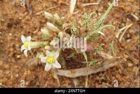 Image result for Jatropha erythropoda