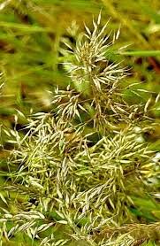 Image result for Holcus