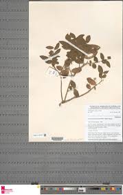 Image result for Neoholstia tenuifolia