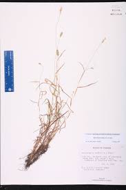 Image result for Sacciolepis indica