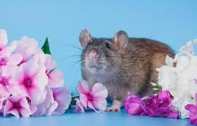 Funny rats cute rats les rats dumbo rat. Dumbo Rat Pet Facts Behavior And Care Guide Lovetoknow