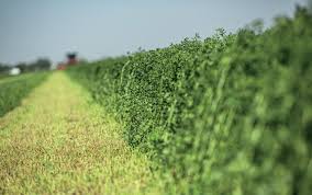 Alfalfa Hay Quality Is Off The Charts Myfarmlife Com