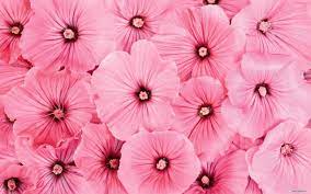 Pink flowers wallpapers we have about (675) wallpapers in (1/23) pages. Pink Flower Wallpapers 53 Best Pink Flower Wallpapers And Images On Wallpaperchat