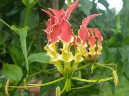 Image result for Gloriosa superba