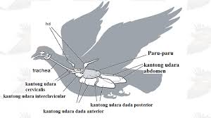 Sistem Pernapasan Pada Burung Organ Dan Mekanismenya Materiipa Com