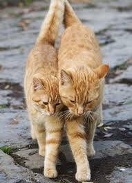 www shortbizz art cat love evcil hayvanlar sevimli kediler kedi