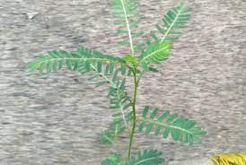 Membayangkan contoh gambar 3 dimensi sederhana di kehidupan sehari hari cukup banyak. Meniran Tumbuhan Liar Sang Pemelihara Imun Tubuh Yang Layak Dimengerti Klik Hijau