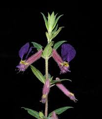 Image result for Lythraceae