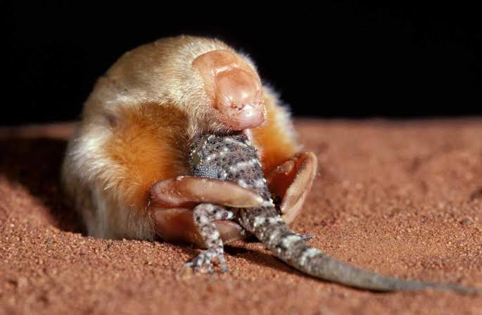 DNA reveals secrets of Australia's elusive marsupial mole : NPR