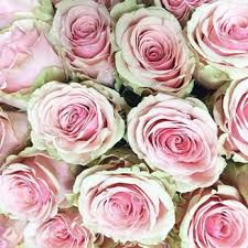 We did not find results for: Wholesale Flowers Toronto On Last Updated August 2021 Yelp